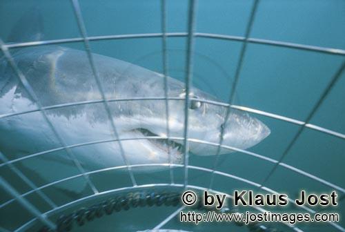 Weißer Hai/Great White Shark/Carcharodon carcharias        The Great White Shark and the Shark cage