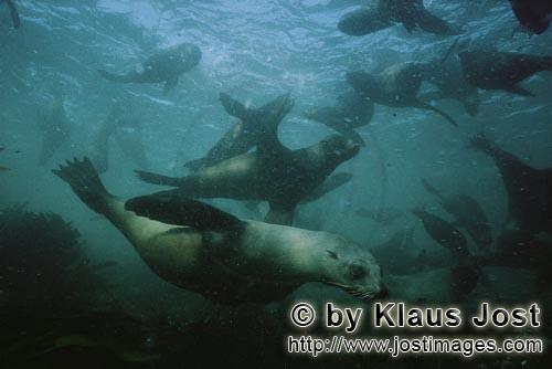 Suedafrikanische Pelzrobbe/South African fur seal/Arctocephalus pusillus        South African fur se