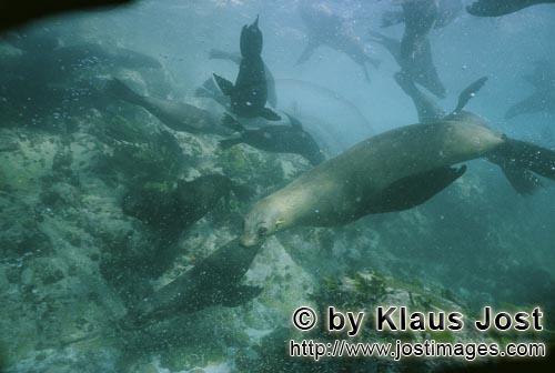 Suedafrikanische Pelzrobbe/South African fur seal/Arctocephalus pusillus        Seals underwater