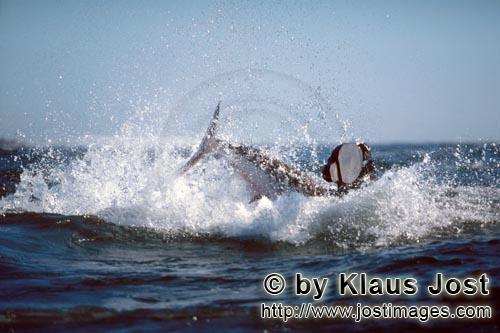 Weißer Hai/Great White shark/Carcharodon carcharias        Breaching Great White shark        It is