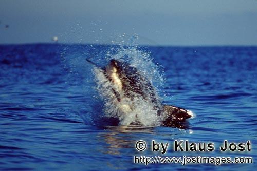 Weißer Hai/Great White shark/Carcharodon carcharias        Breaching Great White Shark near Dyer Is