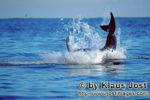 Weißer Hai/Great White shark/Carcharodon carcharias        Breaching Great White Shark near Dyer Is