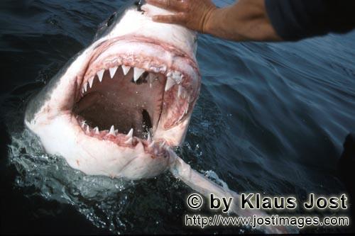Weißer Hai/Great White Shark/Carcharodon carcharias        The Great White Shark shows its teeth          