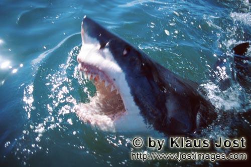 Weißer Hai/Great White shark/Carcharodon carcharias        Great White Shark lifts its head out of 