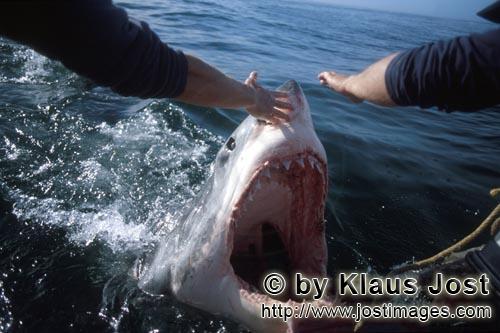 Weißer Hai/Great White Shark/Carcharodon carcharias        Great White Shark at the outboard motor<
