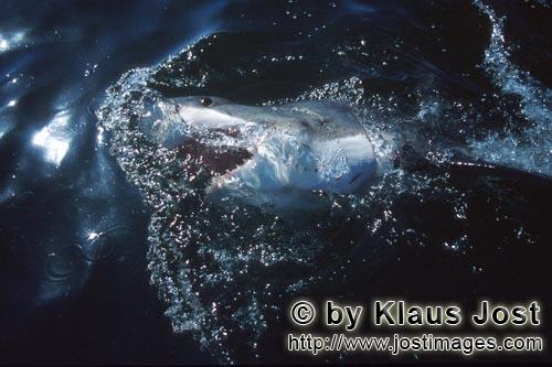 Great White Shark/Carcharodon carcharias        Great White Shark on the sea surface        With its
