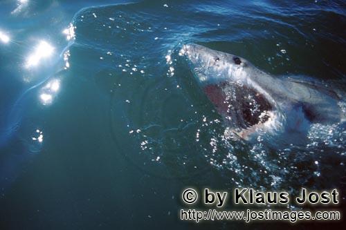 Great White Shark/Carcharodon carcharias        The Great White Shark has a key position in the mar