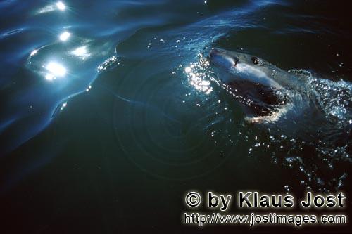 Weißer Hai/Great White Shark/Carcharodon carcharias        Super predator great white shark       