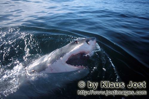 Weißer Hai/Great White shark/Carcharodon carcharias        Great White Shark the elegant predator</