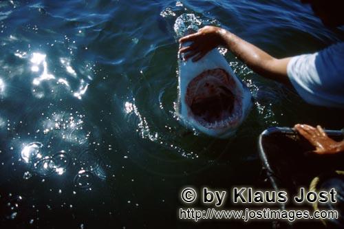 Weißer Hai/Great White shark/Carcharodon carcharias    Aufgerissenes Haimaul    Slashing jaws        Ungef