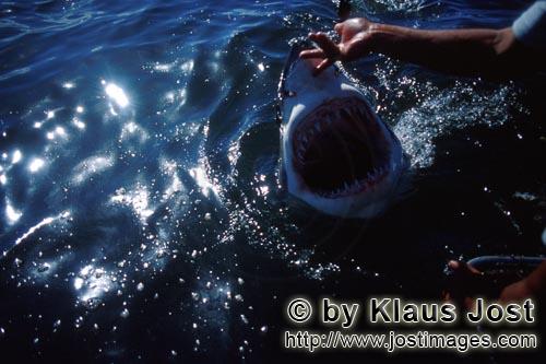 Weißer Hai/Great White shark/Carcharodon carcharias    Aufgerissenes Haimaul    Slashing jaws        Ungef
