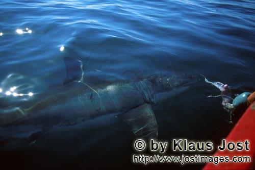 Great White shark/Carcharodon carcharias        Great White Shark circling the boat        