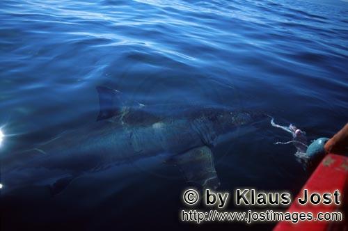 Weißer Hai/Great White shark/Carcharodon carcharias    Weißer Hai auf Inspektion    Great White shark