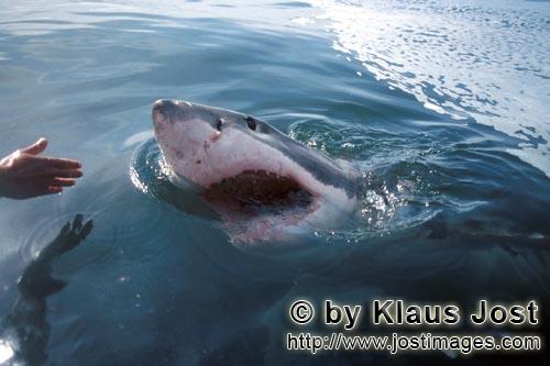 Weißer Hai/Great White shark/Carcharodon carcharias        Great White Shark heading for the outbo