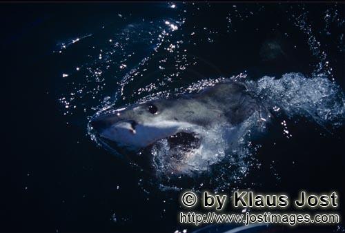 Weißer Hai/Great White shark/Carcharodon carcharias        Great White Shark            