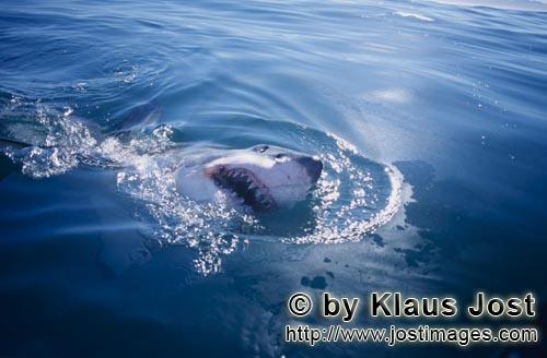 Great White shark/Carcharodon carcharias        Great White Shark breaking through the water surface