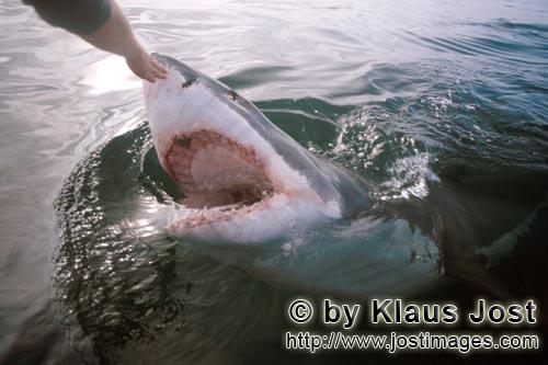 Weißer Hai/Great White shark/Carcharodon carcharias        Touching the nose of the Great White Sha