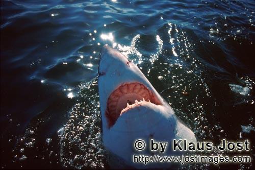 Great White shark/Carcharodon carcharias        Great White Shark explores the world over water  