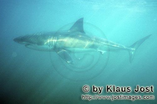 Weißer Hai/Great White shark/Carcharodon carcharias        Great White Shark at low visibility in 