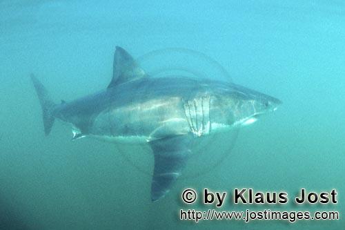 Great White shark/Carcharodon carcharias        A great white shark        A great white shark</b