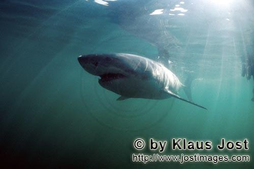 Weißer Hai/Great White shark/Carcharodon carcharias        Great White shark    