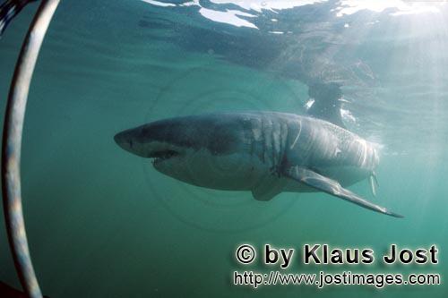 Weißer Hai/Great White shark/Carcharodon carcharias        Great White shark on inspection