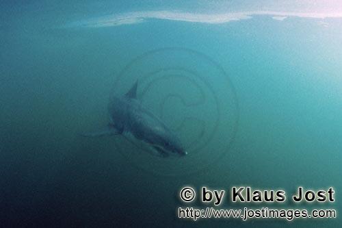 Weißer Hai/Great White shark/Carcharodon carcharias        Great White shark         