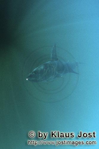 Weißer Hai/Great White shark/Carcharodon carcharias        Great White shark on inspection         