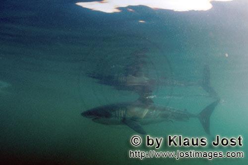 Weißer Hai/Great White shark/Carcharodon carcharias        Great White shark on inspection        