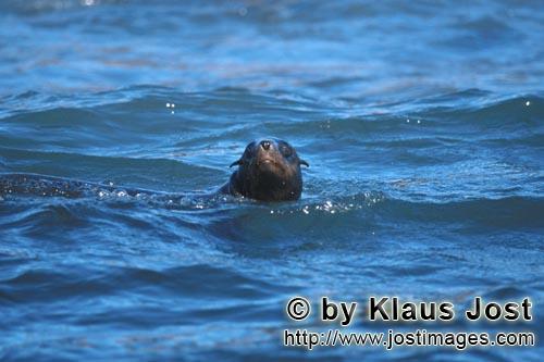 Suedafrikanische Pelzrobbe/South African fur seal/Arctocephalus pusillus        Fur Seal in the surf      