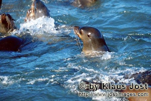 Suedafrikanische Pelzrobbe/South African fur seal/Arctocephalus pusillus        Seals in the surf</b