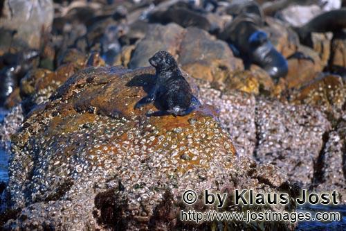 South African fur seal/Arctocephalus pusillus        South African fur seals in the surf area        On the