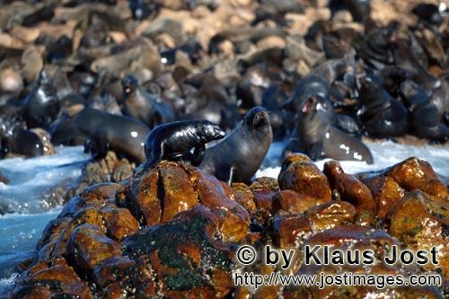 South African fur seal/Arctocephalus pusillus        Fur Seals on rocks with marine growth        On