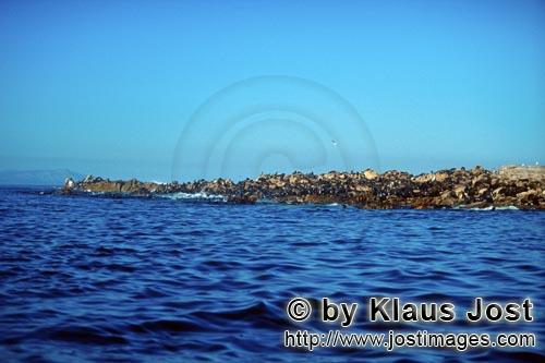 South African fur seal/Arctocephalus pusillus        Fur Seal Island Geyser Rock        On the rocky