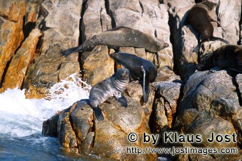 South African fur seal/Arctocephalus pusillus        Fur seals in rocky terrain         On the rocky