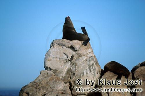 South African fur seal/Arctocephalus pusillus        Fur seal on top of the rock        On the rocky