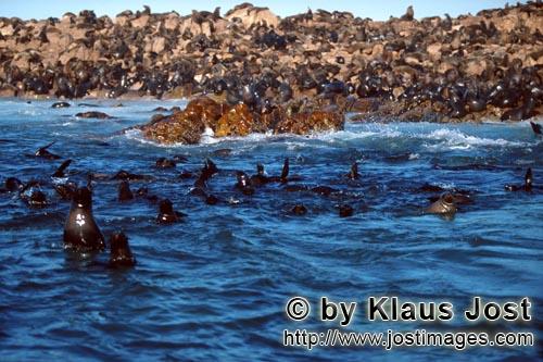 Suedafrikanische Pelzrobbe/South African fur seal/Arctocephalus pusillus        Fur Seals on Geyser Roc