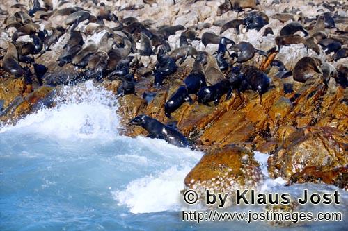 Suedafrikanische Pelzrobbe/South African fur seal/Arctocephalus pusillus        Fur Seals on Geyser Roc
