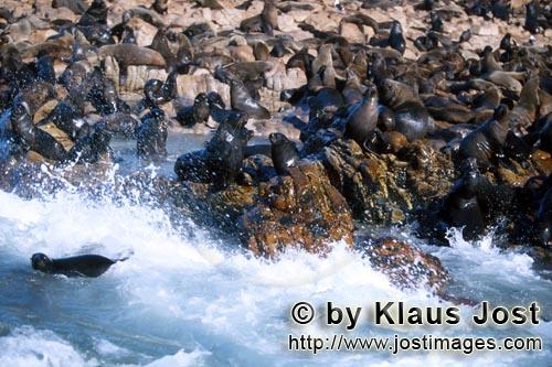 Suedafrikanische Pelzrobbe/South African fur seal/Arctocephalus pusillus        Seals in the surf        