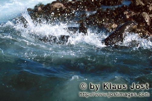 South African fur seal/Arctocephalus pusillus        Fur seals in strong swell        On the rocky i