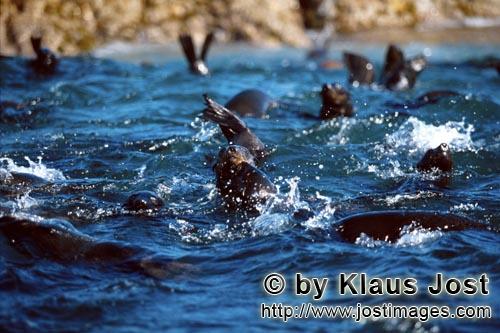 South African fur seal/Arctocephalus pusillus        Fur Seals in the surf        On the rocky islan