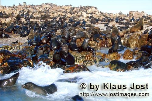 South African fur seal/Arctocephalus pusillus        Fur Seals on Geyser Rock         On the rocky i