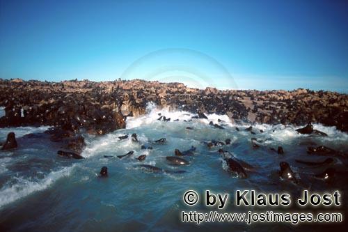 Suedafrikanische Pelzrobbe/South African fur seal/Arctocephalus pusillus        Fur Seals in the surf    