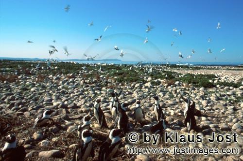 Brillenpinguin/Jackass Pinguin/Spheniscus demersus        African Penguin and Seabird colony       