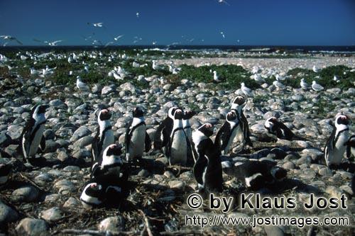 Brillenpinguin/African penguin/Spheniscus demersus        African Penguin and Seabird colony        