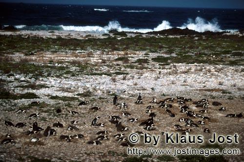 Brillenpinguin/Jackass Pinguin/Spheniscus demersus        African Penguin colony        African P