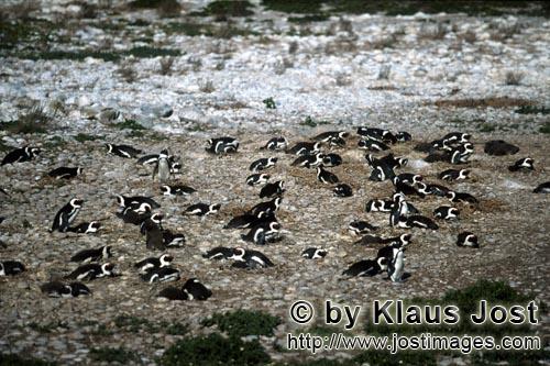 Brillenpinguin/Jackass Pinguin/Spheniscus demersus        African Penguin colony        
