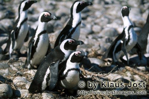 Brillenpinguin/African Penguin/Spheniscus demersus        African Penguins        African Penguin