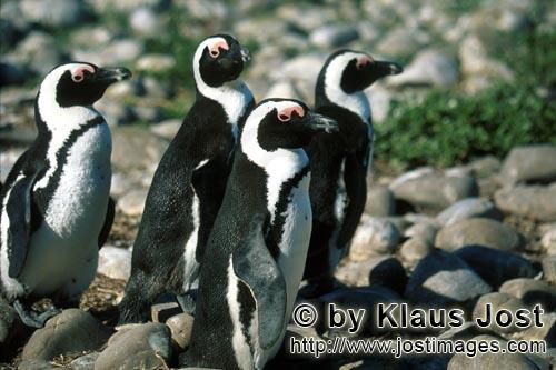 Brillenpinguin/African Penguin/Spheniscus demersus        African Penguins on Dyer Island        