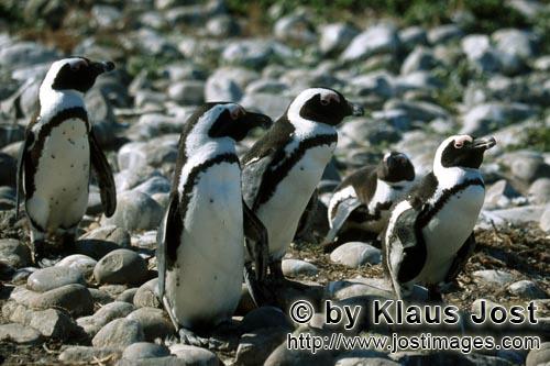 Brillenpinguin/African Penguin/Spheniscus demersus        African Penguins        African Penguin